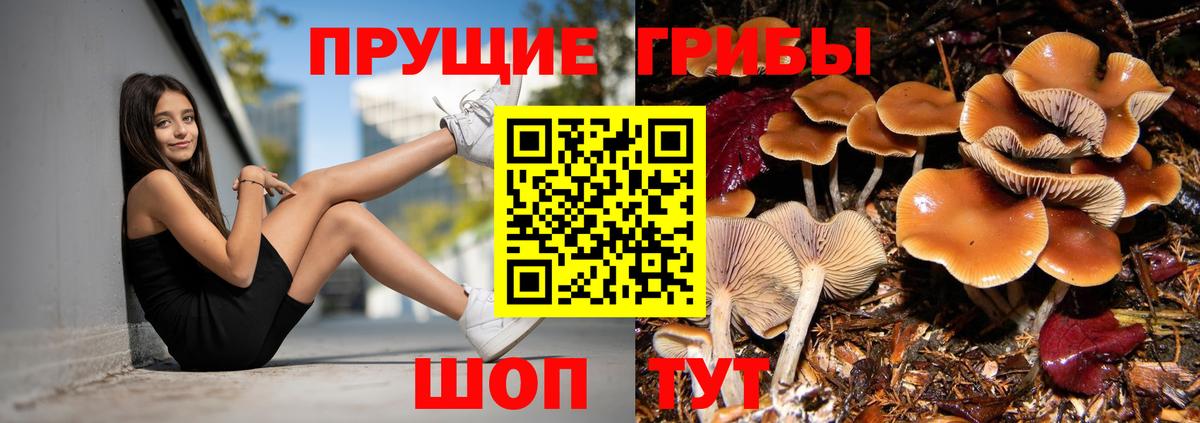 Псилоцибиновые грибы GOLDEN TEACHER Курганинск